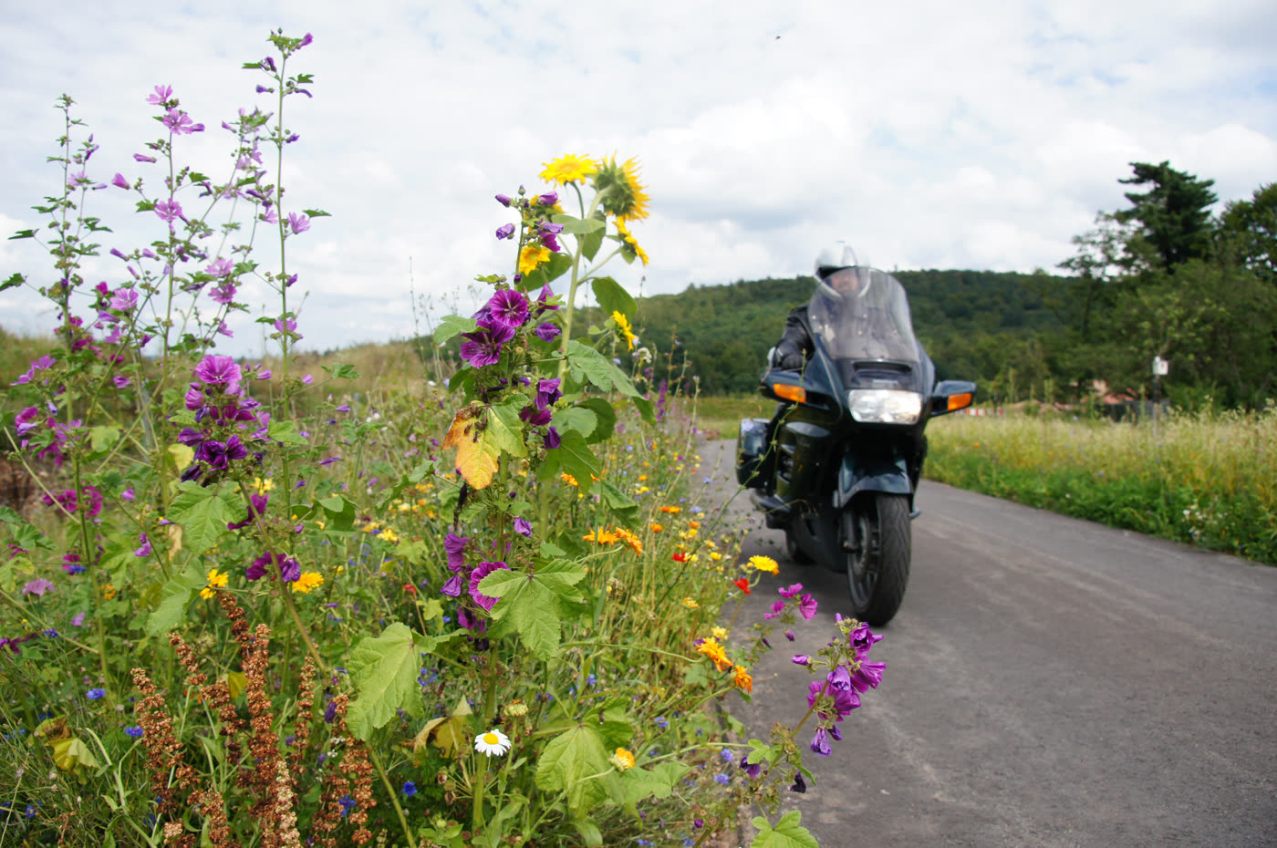 Motorrad auf der Landstraße hinter einem bunten Blütenrand Motorrad auf der Landstraße hinter einem bunten Blütenrand